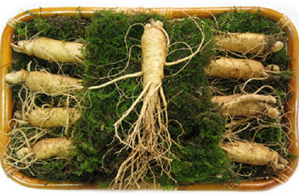 NHẤN SÂM 6 NĂM TUỔI