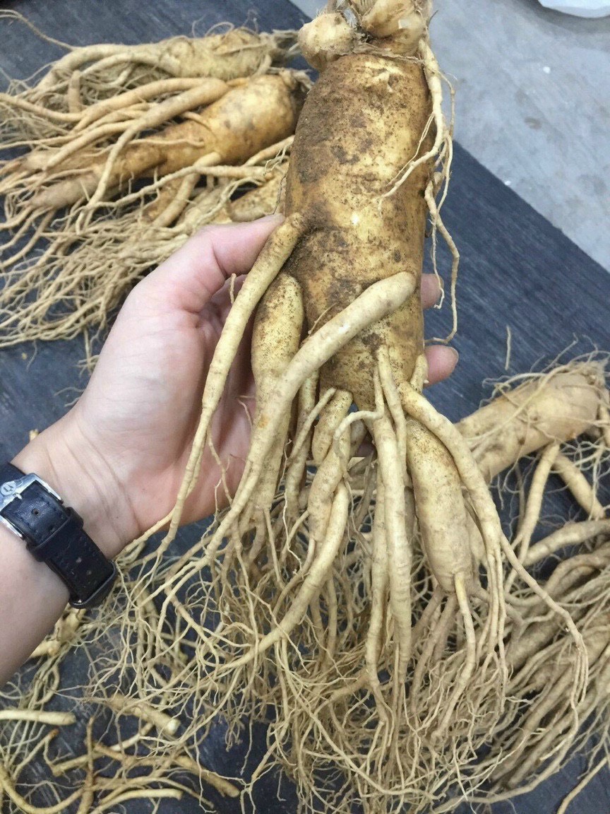 sâm tươi loại 1 thân dài rễ đẹp